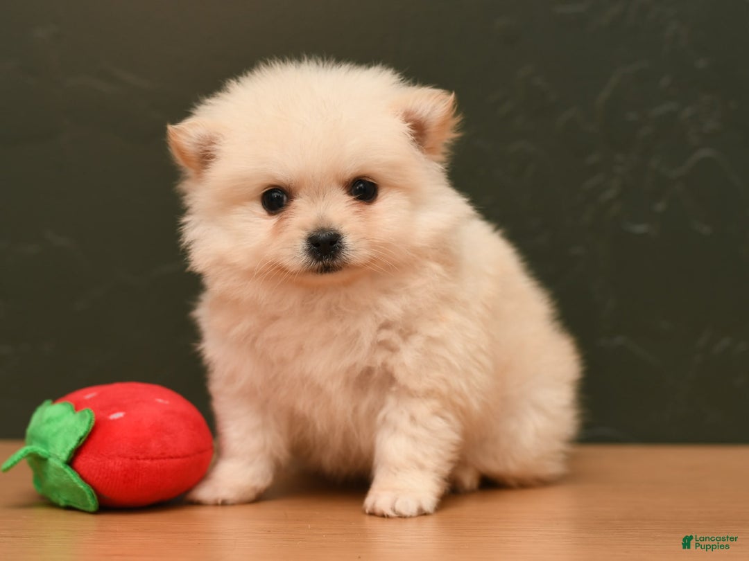 Pomeranian dogs for sale: Mario - Image 4