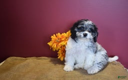 Cavapoo dogs for sale: Joann - Image 4