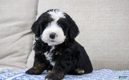 Mini Bernedoodle dogs for sale: Leo - Image 10