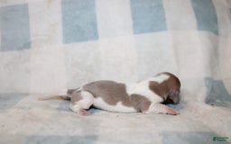 Miniature Dachshund dogs for sale: Maverick - Image 1
