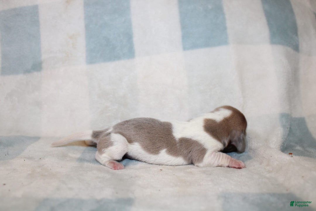 Miniature Dachshund dogs for sale: Maverick - Image 1