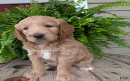 Goldendoodle dogs for sale: Lolly - Image 18