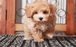 Maltipoo dogs for sale: Wendy - Image 2