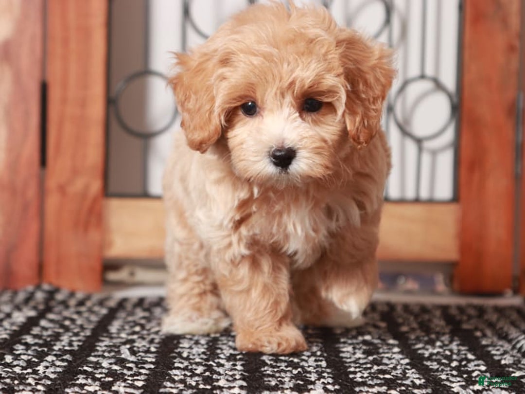 Maltipoo dogs for sale: Wendy - Image 2