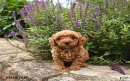 Cavapoo dogs for sale: Roman - Image 4