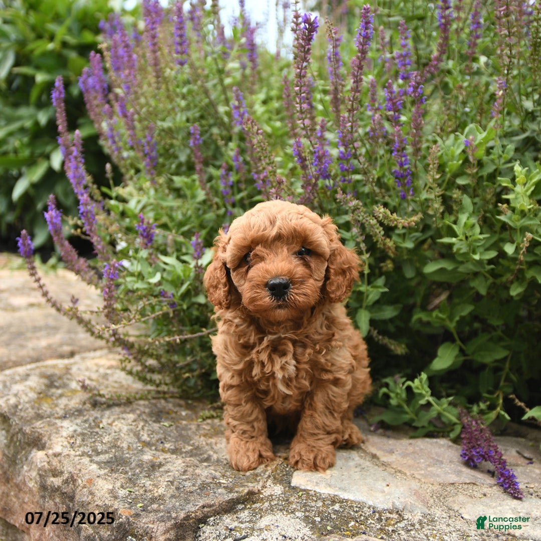 Cavapoo dogs for sale: Roman - Image 4