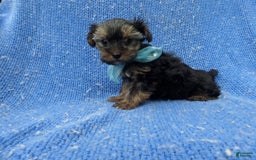 Yorkshire Terrier dogs for sale: Vinny - Image 1