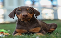 Doberman Pinscher dogs for sale: Domino - Image 14