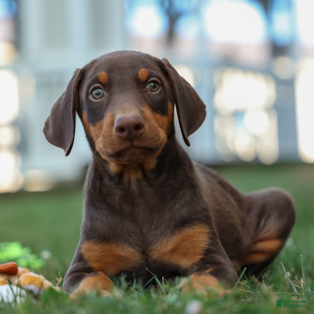 Doberman Pinscher dogs for sale: Domino - Image 14