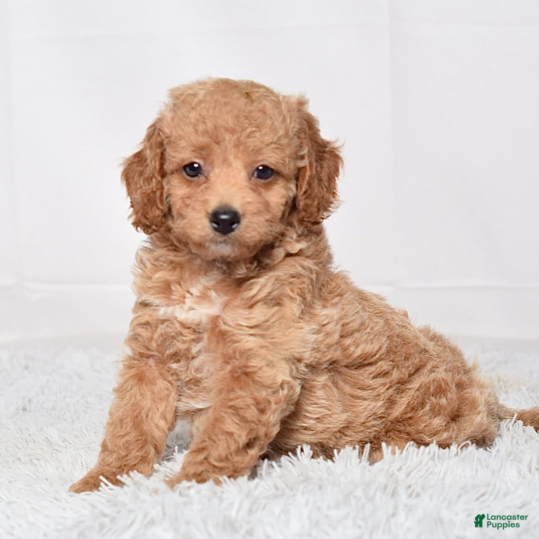 Mini Goldendoodle dogs for sale: Petite Ms. Nadia - Image 1