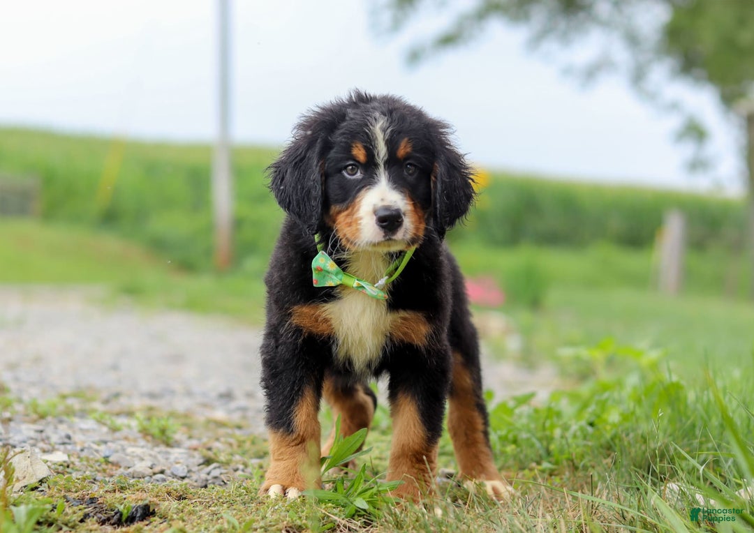 Bernese Mountain Dog dogs for sale: Bernese Mountain Dog 6 puppies - Image 13