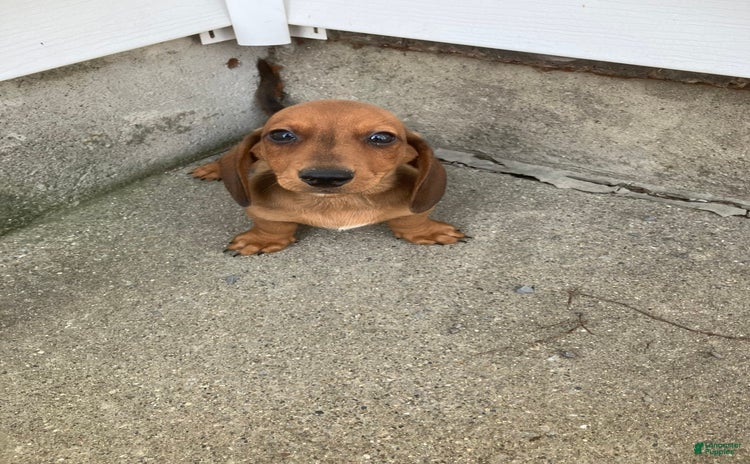 Miniature Dachshund dogs for sale - Ad 5