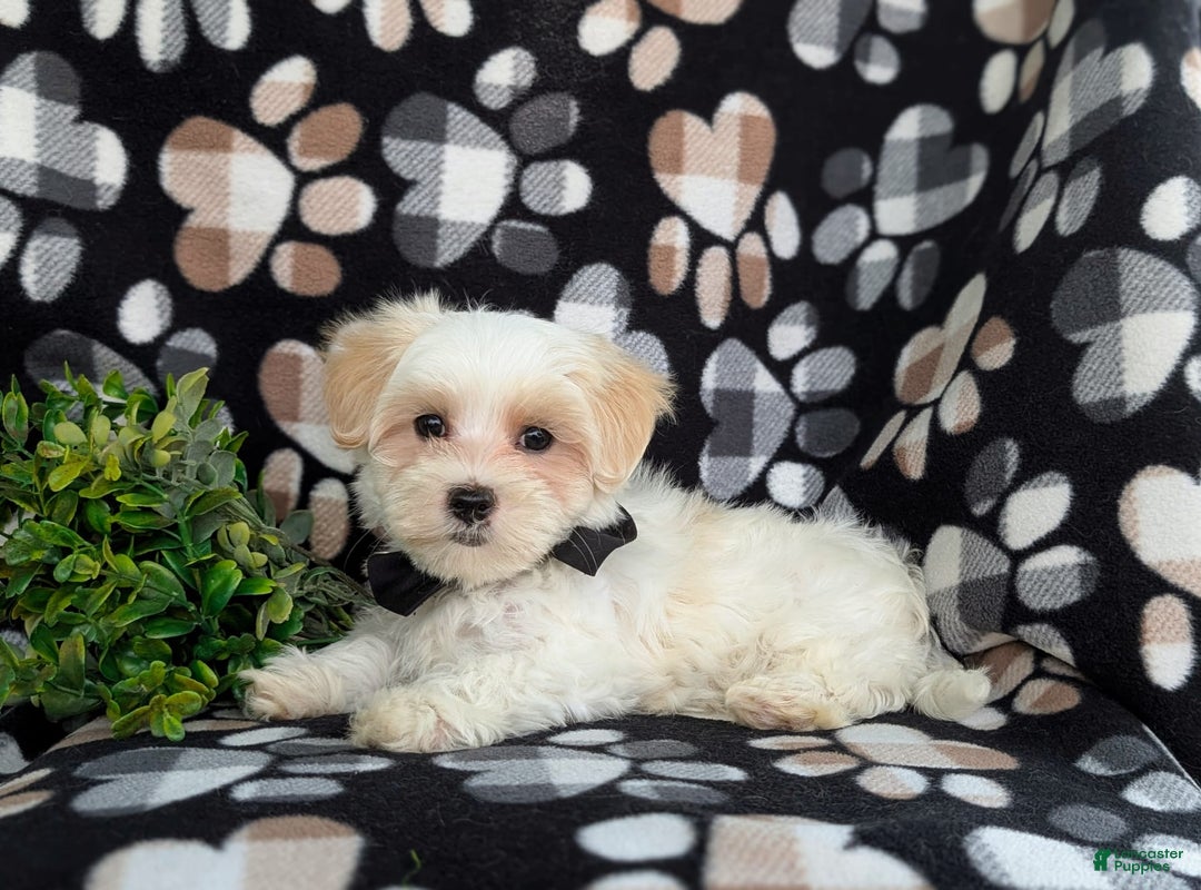 Maltese dogs for sale: Graysen - Image 8