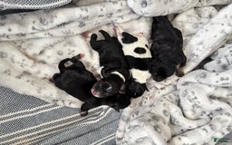 Miniature Schnauzer dogs for sale: Halo - Image 1