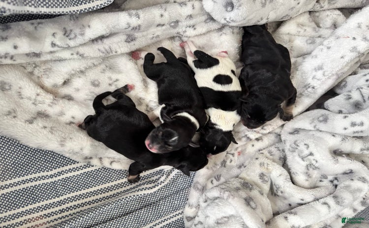 Miniature Schnauzer dogs for sale - Ad 3