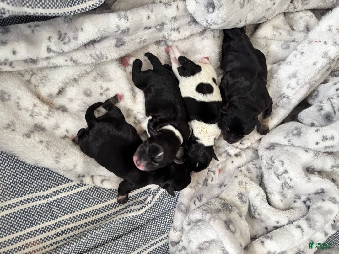 Miniature Schnauzer dogs for sale: Halo - Image 1