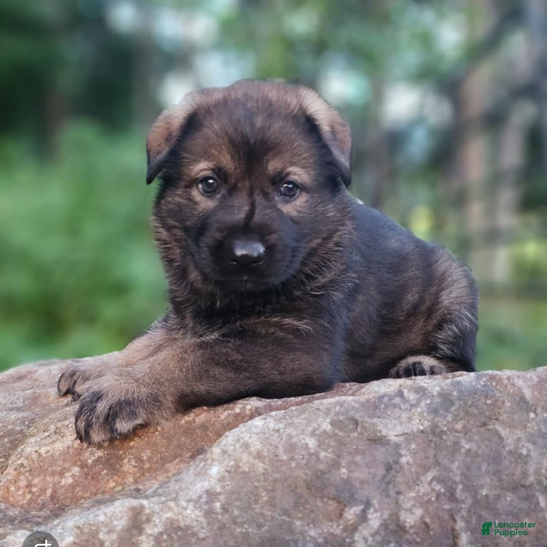 German Shepherd dogs for sale: Kora - Image 11