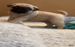 Pug dogs for sale: Oaklynn - Image 1