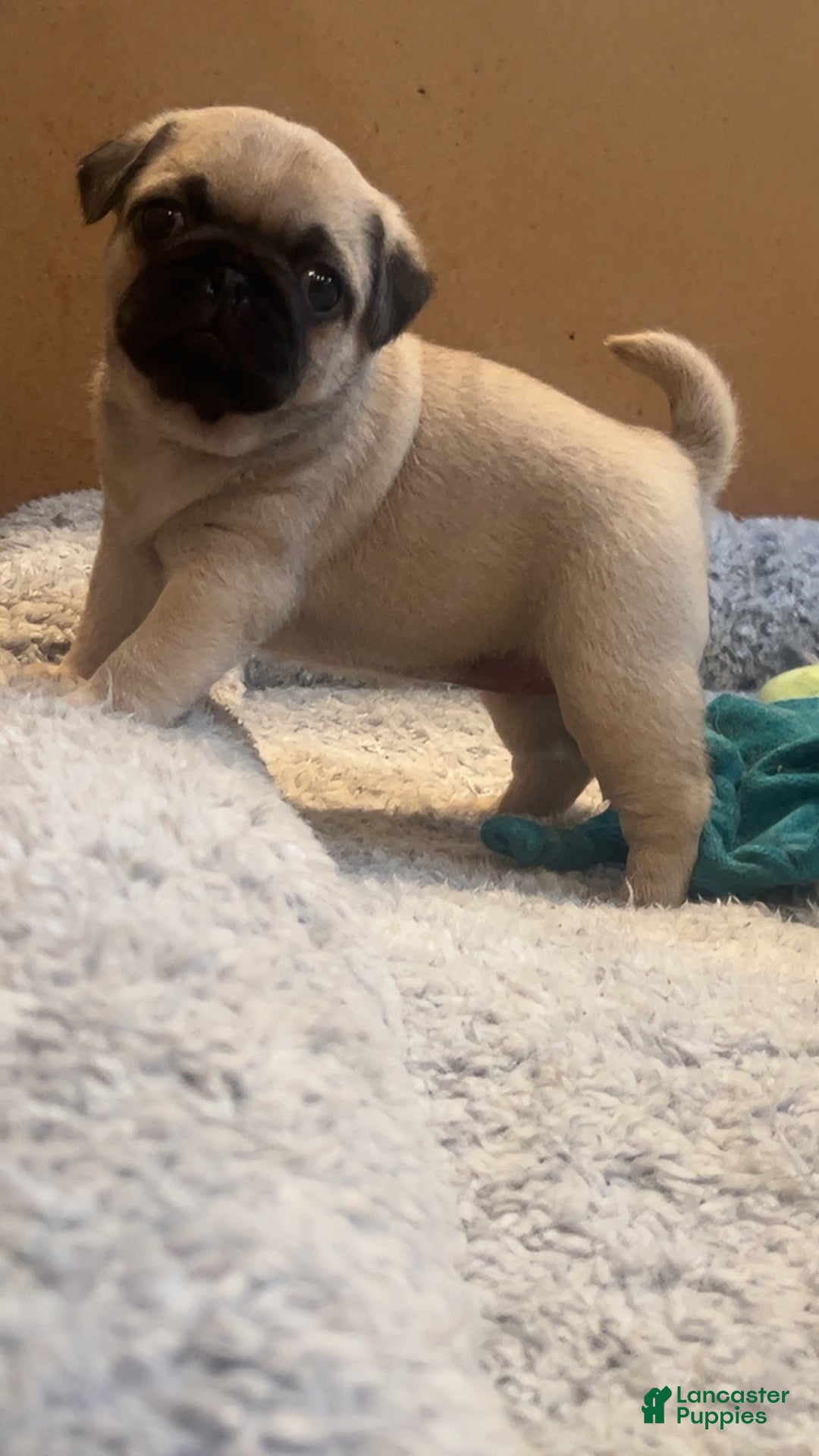 Pug dogs for sale: Oaklynn - Image 1