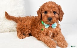 Cavapoo dogs for sale: Gabrielle - Image 8