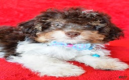 Shihpoo dogs for sale: Tysona - Image 1