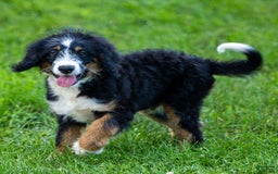 Mini Bernedoodle dogs for sale: Rue - Image 18