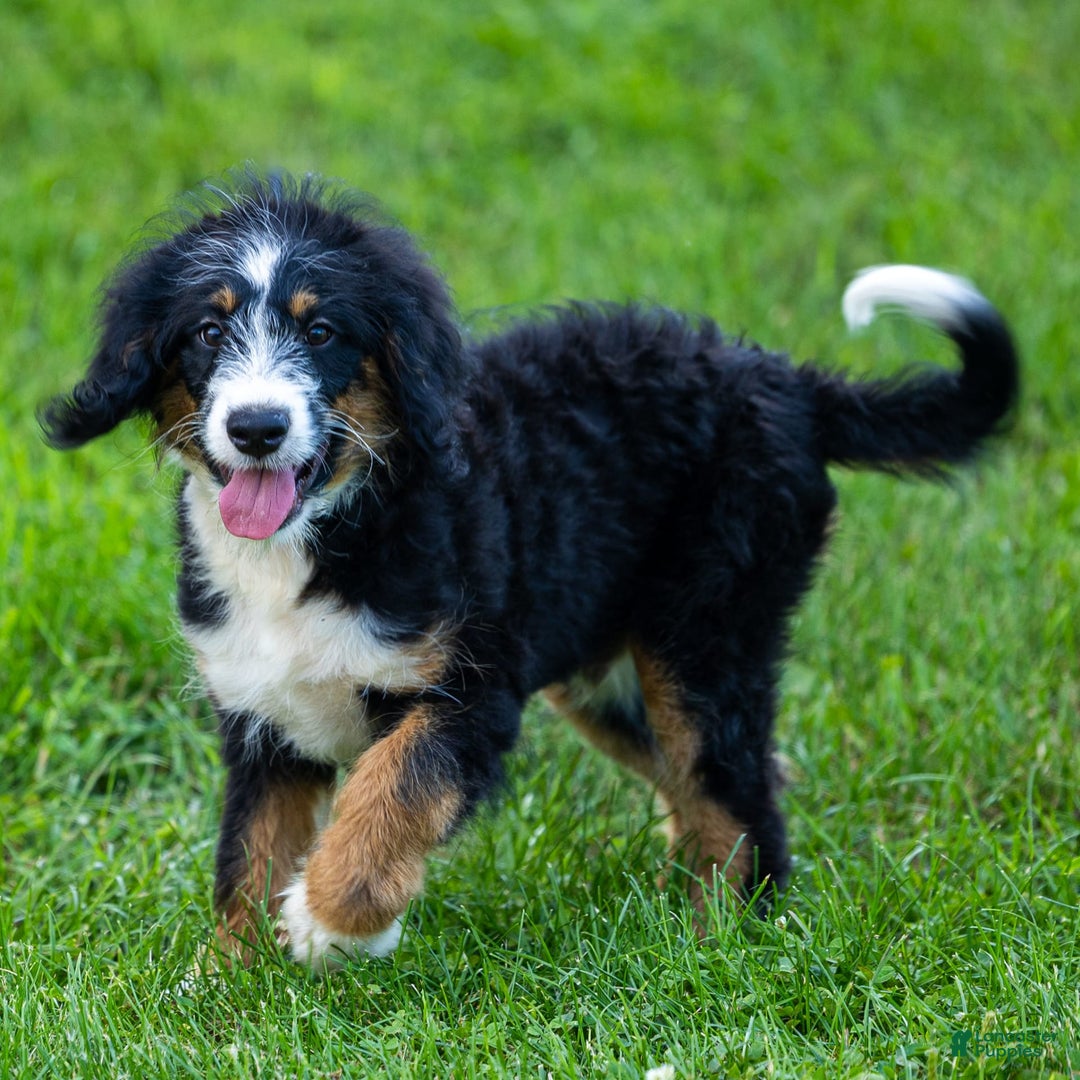 Mini Bernedoodle dogs for sale: Rue - Image 18