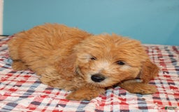 Mini Goldendoodle dogs for sale: Mack Mini - Image 1