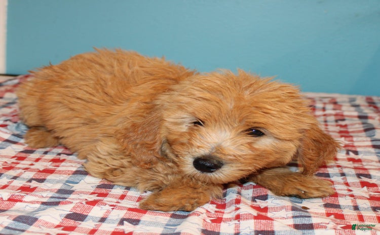 Mini Goldendoodle dogs for sale - Ad 4