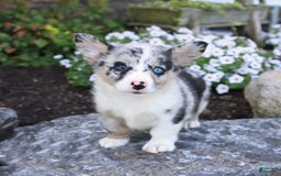 Welsh Corgi Pembroke dogs for sale: Indigo - Image 2