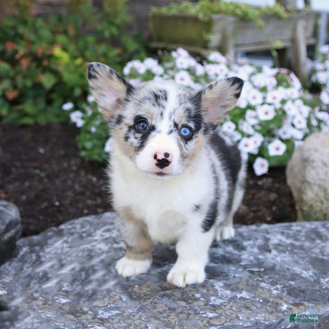 Welsh Corgi Pembroke dogs for sale: Indigo - Image 2