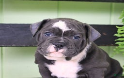 Olde English Bulldogge dogs for sale: Ravin - Image 5