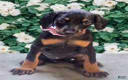 Doberman Pinscher dogs for sale: Doberman - Image 1
