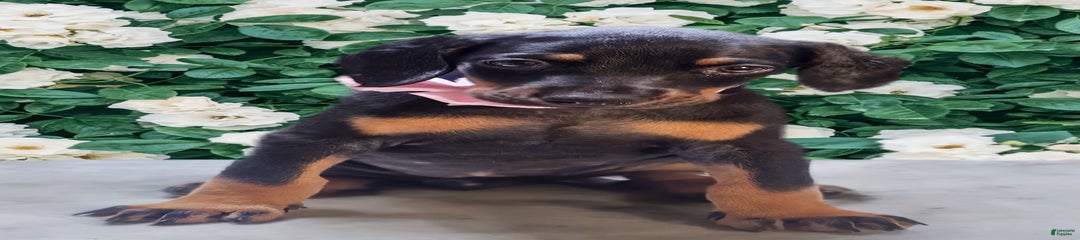 Doberman
