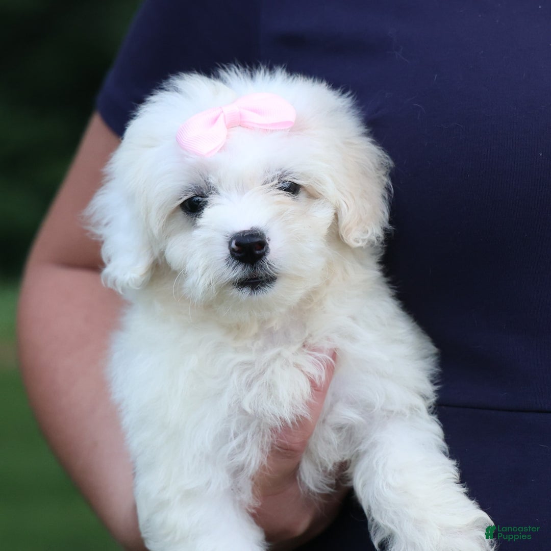 Shihpoo dogs for sale: Callie - Image 18
