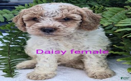 Mini Goldendoodle dogs for sale: Daisy - Image 7