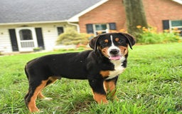 Greater Swiss Mountain Dog dogs for sale: Chip - Image 12