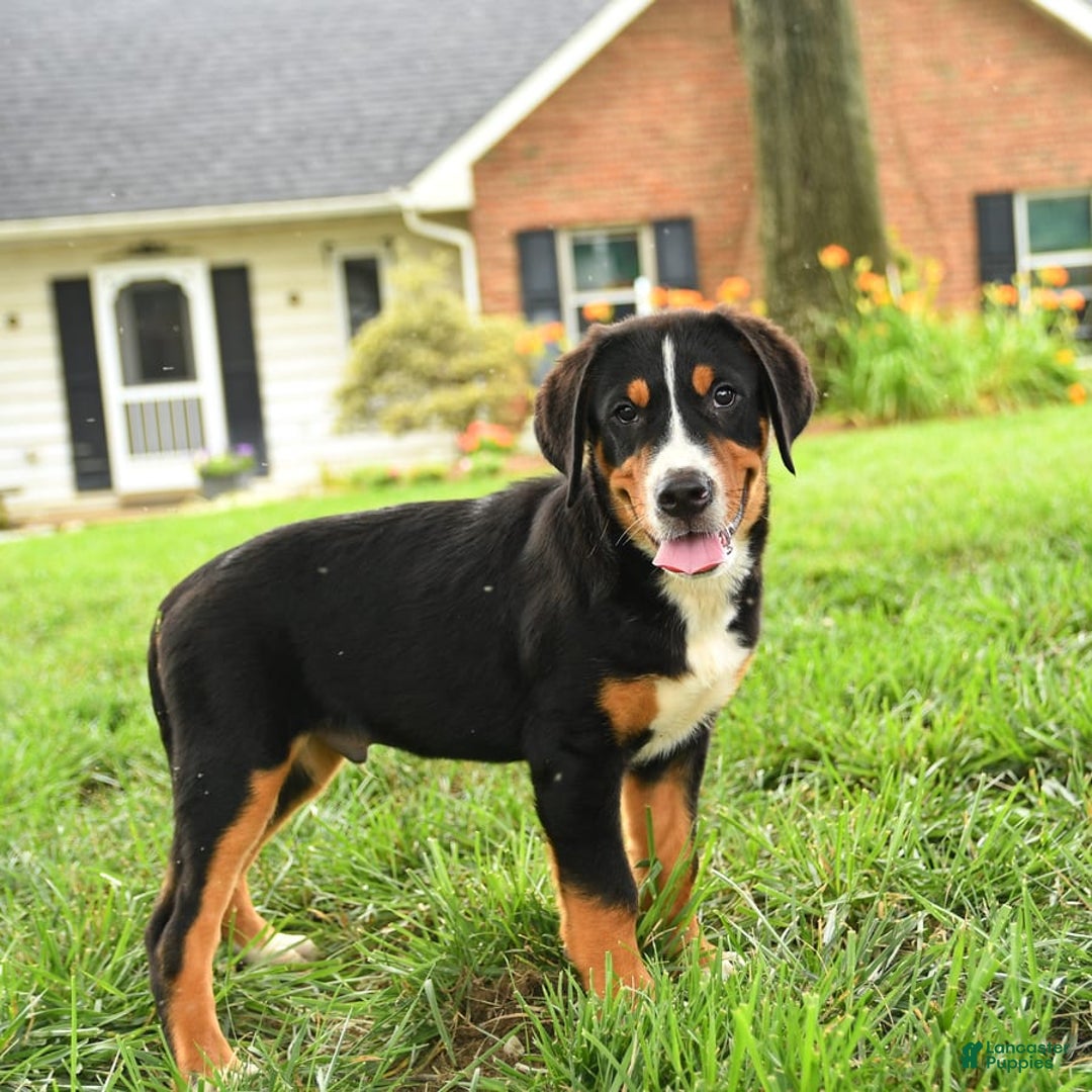 Greater Swiss Mountain Dog dogs for sale: Chip - Image 12