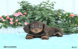 Miniature Dachshund dogs for sale: Nessa - Image 4