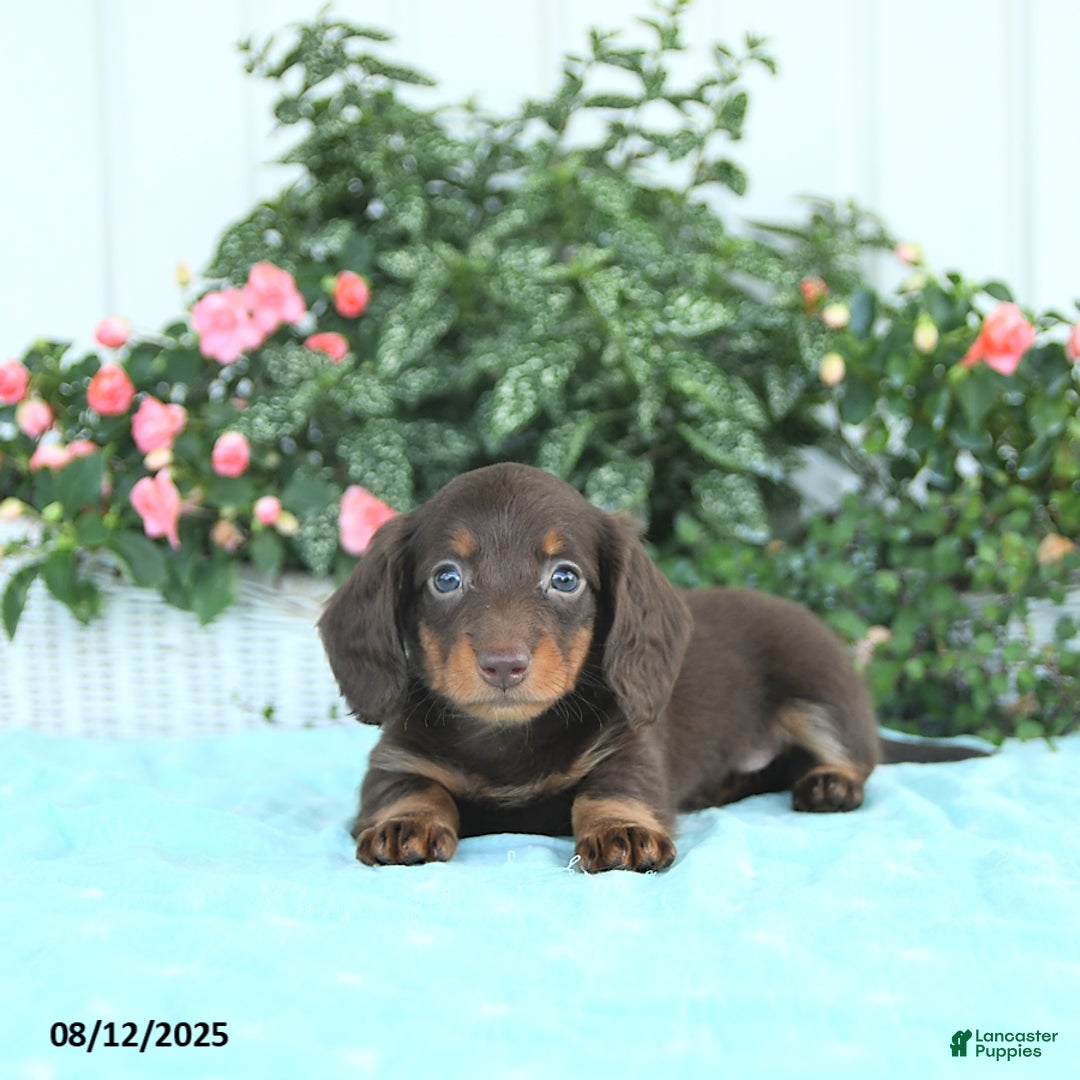 Miniature Dachshund dogs for sale: Nessa - Image 4