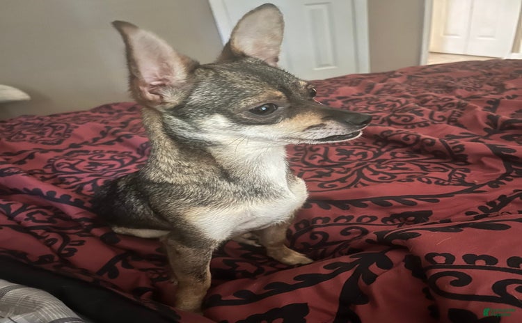 Chihuahua dogs for sale - Ad 1