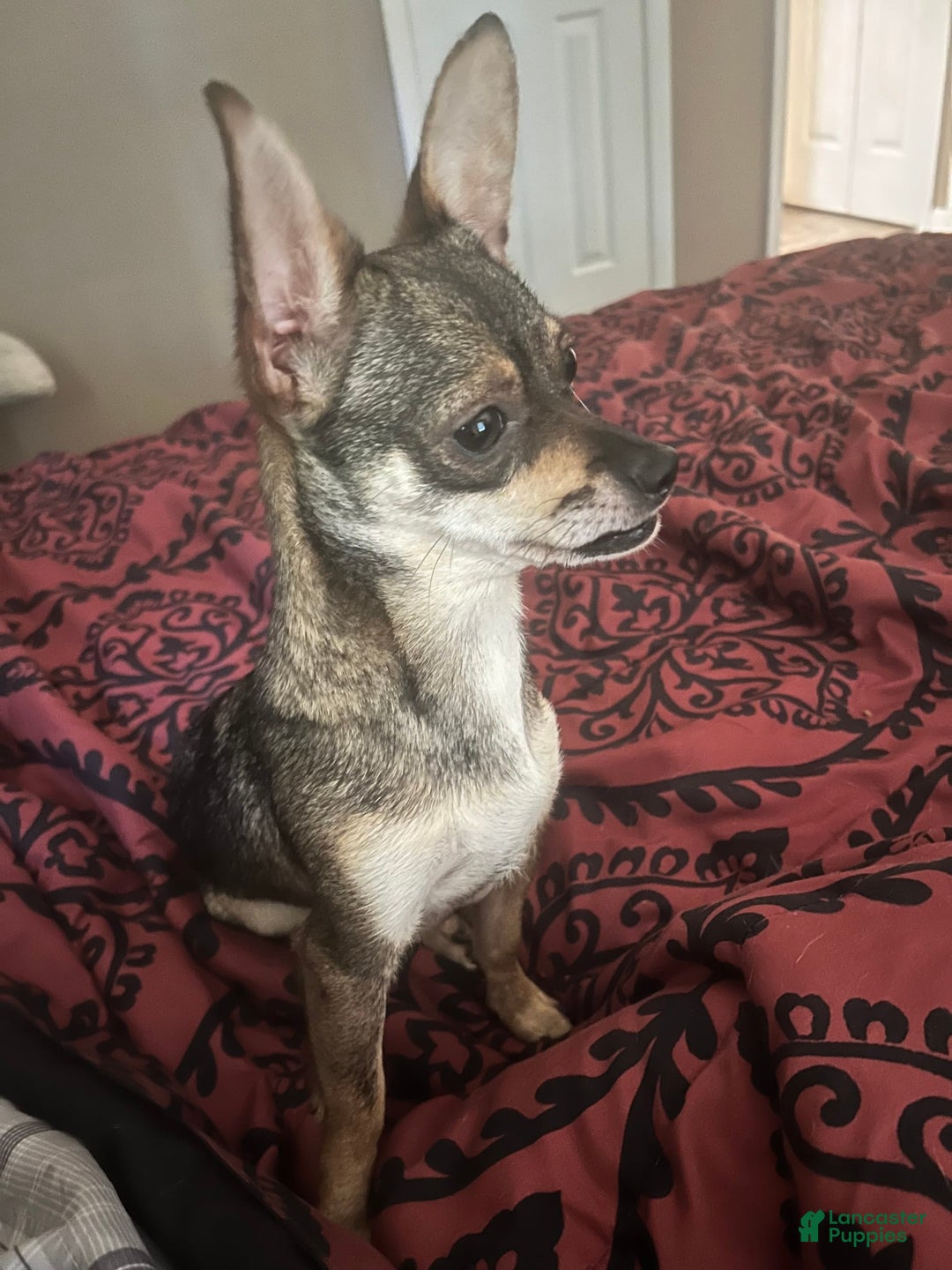 Chihuahua dogs for sale: Aerial - Image 1