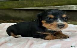 Miniature Dachshund dogs for sale: Dusty - Image 1