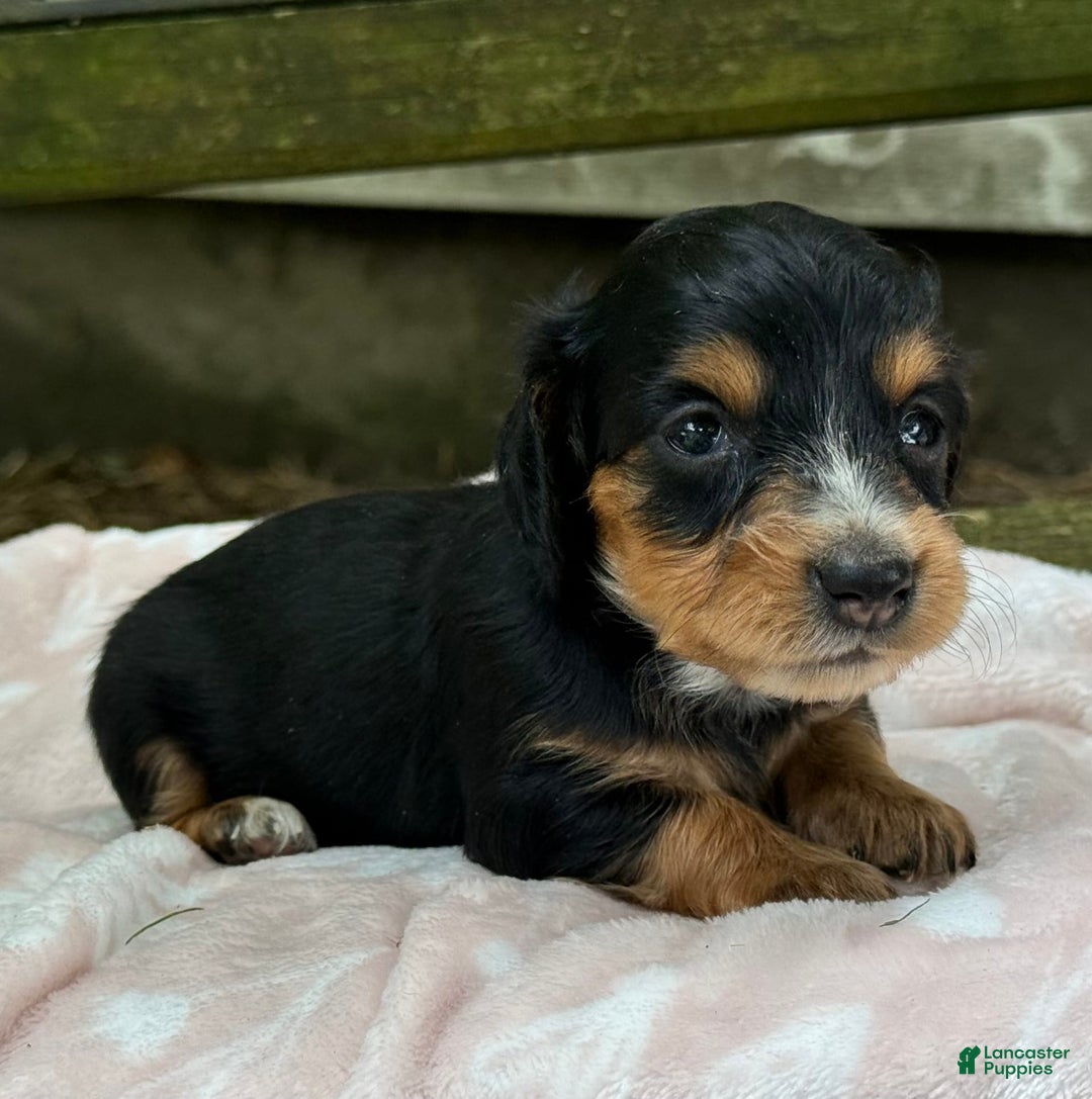 Miniature Dachshund dogs for sale: Dusty - Image 1