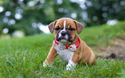 Beabull dogs for sale: Chloe - Image 6