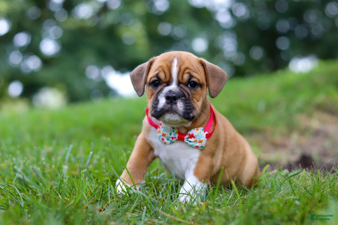 Beabull dogs for sale: Chloe - Image 6