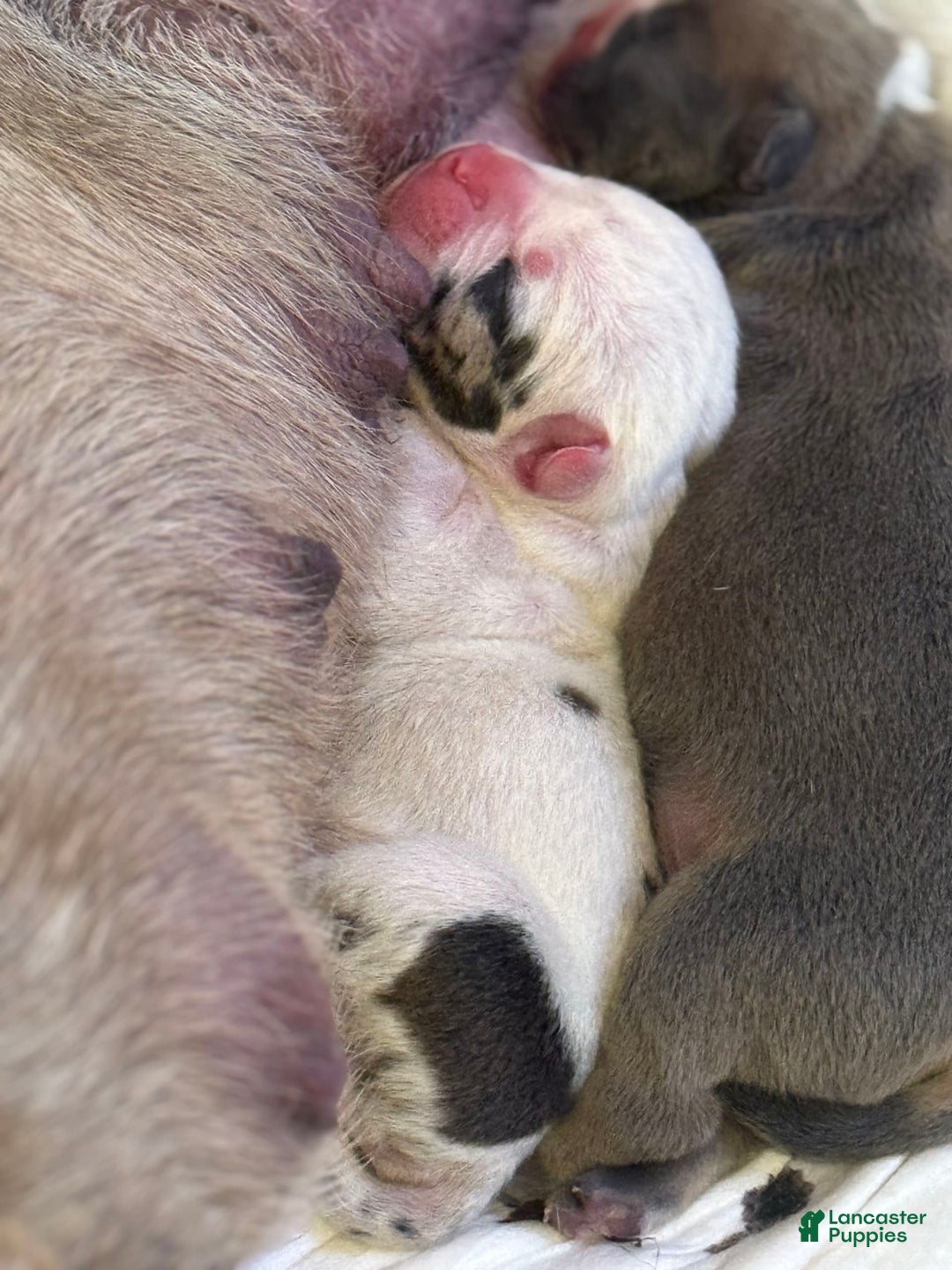 Olde English Bulldogge dogs for sale: Ghost - Image 3