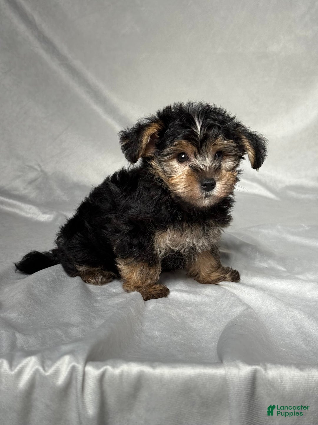 Bichpoo dogs for sale: Oliver - Image 2