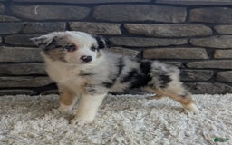 Australian Shepherd dogs for sale: Snickers - Image 2