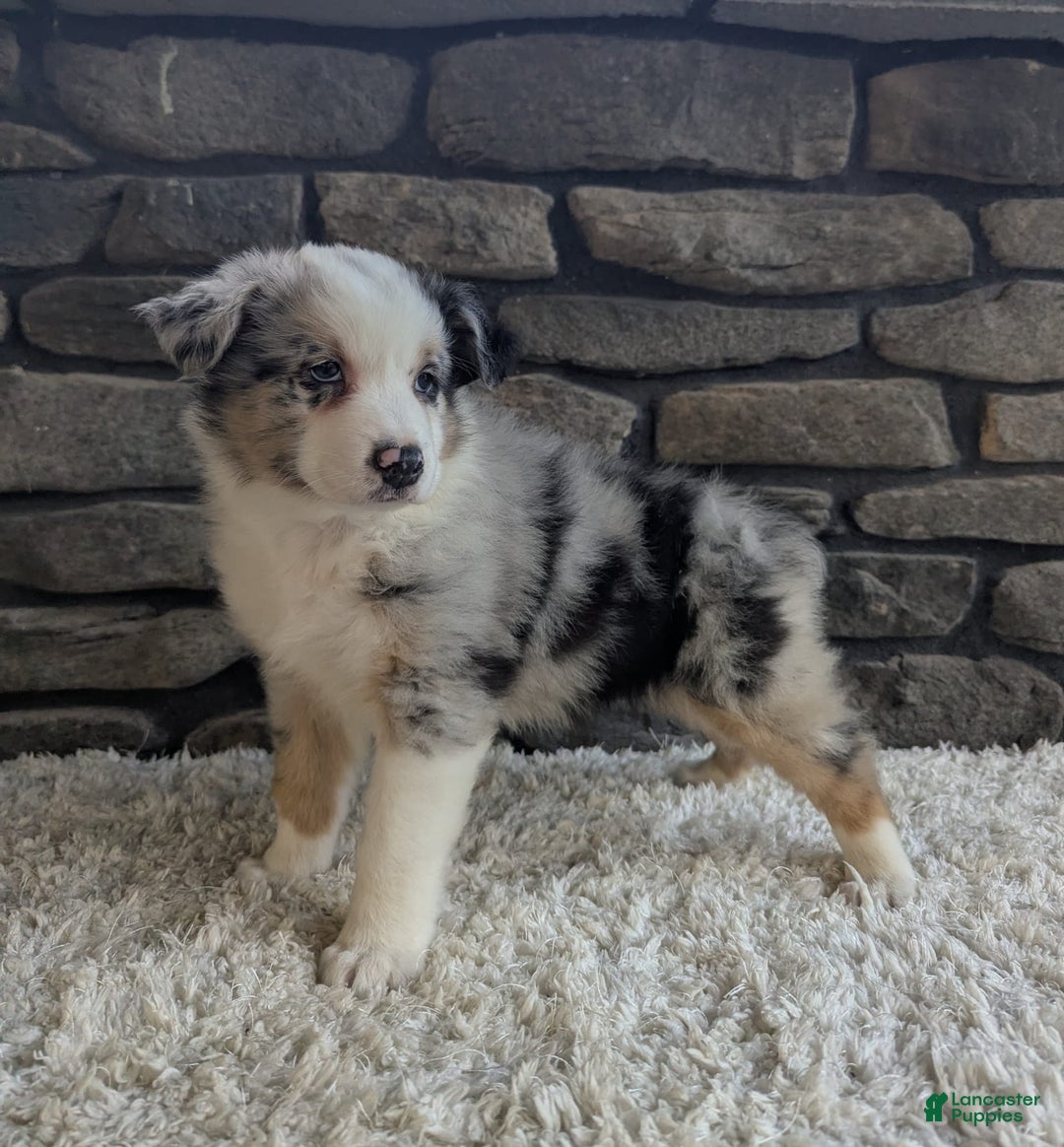 Australian Shepherd dogs for sale: Snickers - Image 2